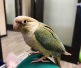 Lost Conure