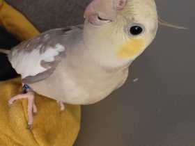 Lost Cockatiel