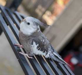 Lost Cockatiel