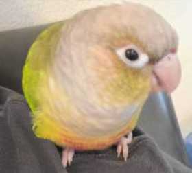 Lost Conure