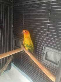 Lost Conure