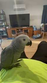 Lost African Grey