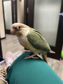 Lost Conure