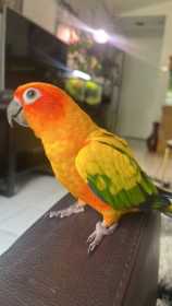 Lost Conure