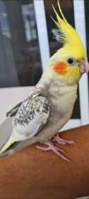 Lost Cockatiel