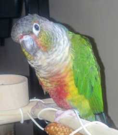 Lost Conure