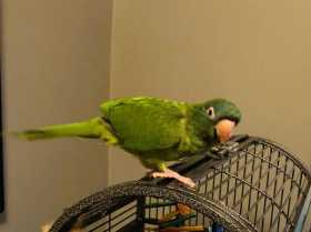 Lost Conure