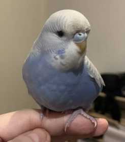 Lost Budgerigar