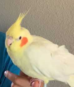 Lost Cockatiel