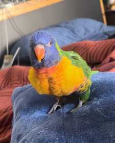 Lost Lory / Lorikeet