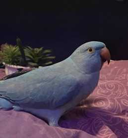 Lost Indian Ringneck Parakeet