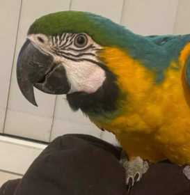 Lost Macaw