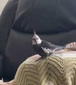 Lost Cockatiel