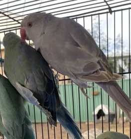 Lost Indian Ringneck Parakeet