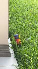 Lost Lory / Lorikeet