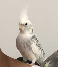 Lost Cockatiel