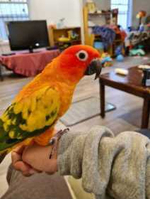 Lost Conure