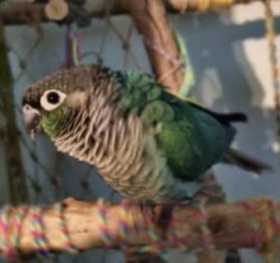 Lost Conure