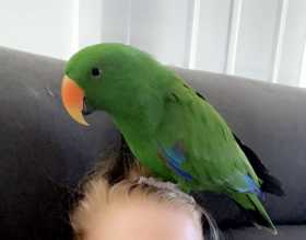 Lost Eclectus