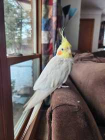 Lost Cockatiel