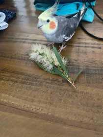 Lost Cockatiel