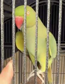 Lost Indian Ringneck Parakeet