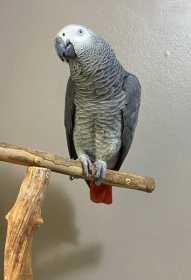 Lost African Grey