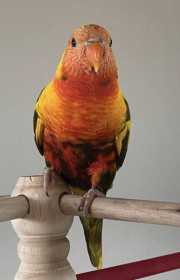 Lost Lory / Lorikeet