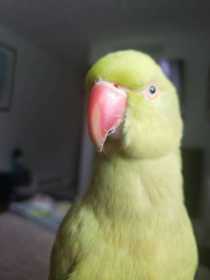 Lost Indian Ringneck Parakeet