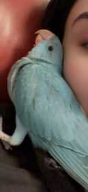 Lost Indian Ringneck Parakeet