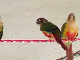 Lost Conure