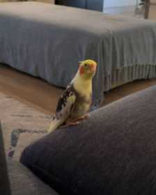 Lost Cockatiel