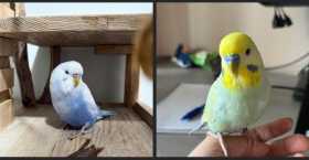 Lost Budgerigar