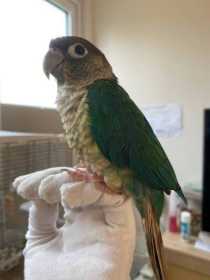 Lost Conure