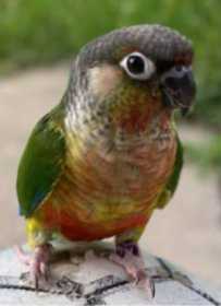 Lost Conure