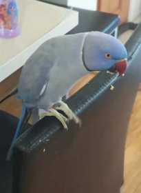 Lost Indian Ringneck Parakeet