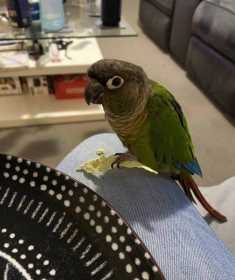 Lost Conure