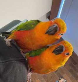 Lost Conure