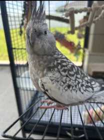 Lost Cockatiel