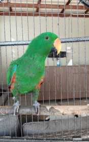 Lost Eclectus