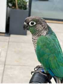 Lost Conure