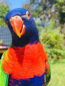 Lost Lory / Lorikeet