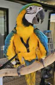 Lost Macaw