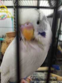 Lost Budgerigar