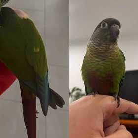 Lost Conure