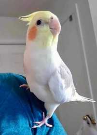 Lost Cockatiel