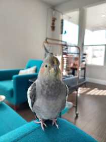 Lost Cockatiel