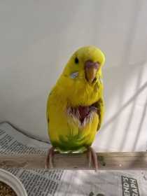 Lost Budgerigar