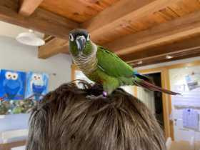 Lost Conure