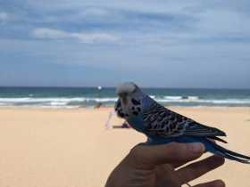 Lost Budgerigar